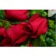 20 Stems Red Rose in Gift Box