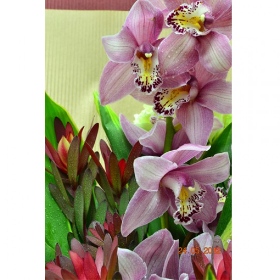 Holland Pink Color Cymbidium Bouquet