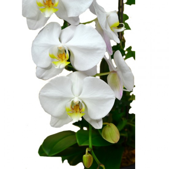 Pure White Taiwan Orchids (3pcs)