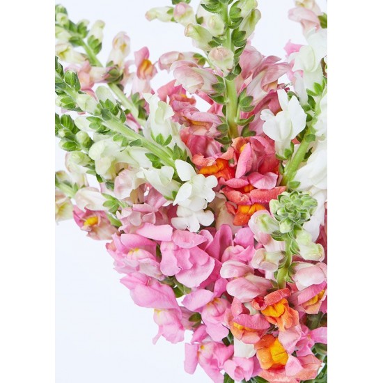 The Daniella Vase Bouquet